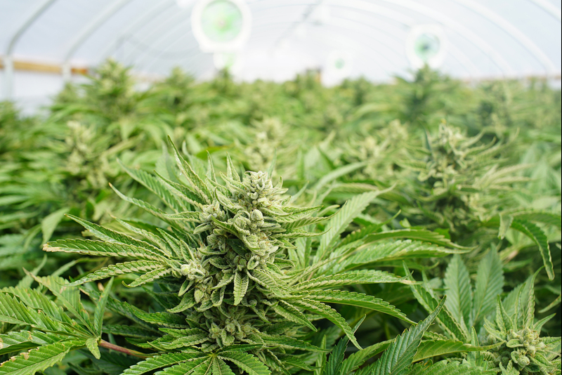 Small-scale farmers – many of whom have cultivated cannabis for generations – face high barriers to entering the legal market.
