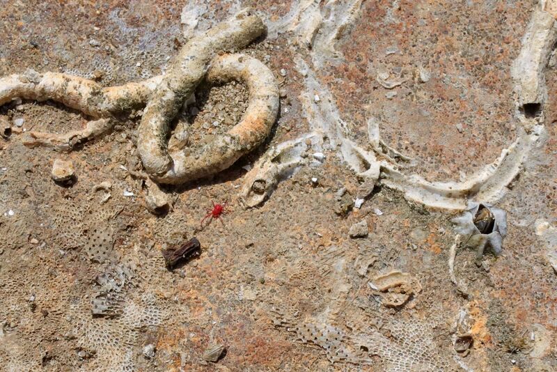 An international team of scientists uncovered fossil evidence of a tiny ecosystem that helped kick-start the recovery of Earth&rsquo;s oceans after a global mass extinction.<strong> Photo </strong></em><a href="https://www.istockphoto.com/photo/marine-backdrop-of-close-up-barnacles-fossils-and-worm-trails-along-with-a-tiny-gm2218319573-634865697?searchscope=image,film" target="_blank">iStock</a>.