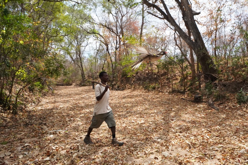 Carvalho Nanguar, Yao honey-hunter from northern Mozambique, with a male greater honeyguide released from the hand after being caught for research purposes. This photo is illustrative of the special relationship between wild honeyguides and the humans they guide to wild bees&rsquo; nests. 
