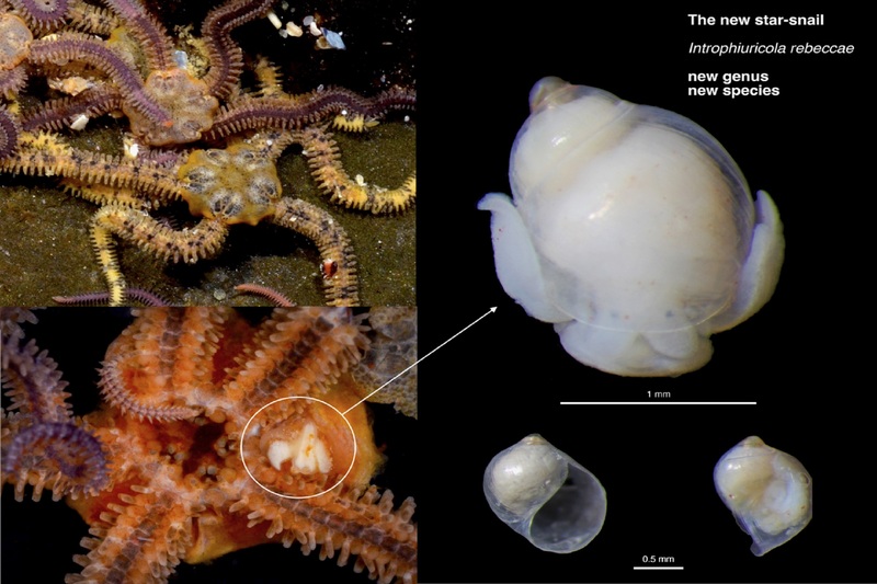 Scientists from UCT&rsquo;s Department of Biological Sciences have been involved in an international research project which shows a parasitic sea snail that represents an entirely new genus.