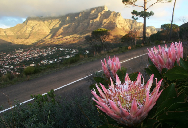 Proteas growing at the roadside &ndash; looking back over the Cape Town City Bowl and Table Mountain towering above it.