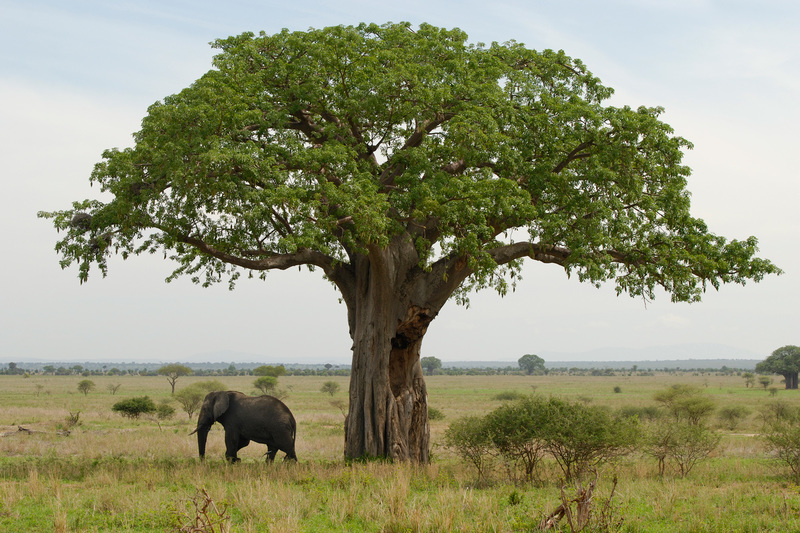 <b>Photo</b> <a hef="https://www.gettyimages.com/detail/photo/baobab-and-elefant-royalty-free-image/157330001?adppopup=true" target="_blank">Getty Images</a>.