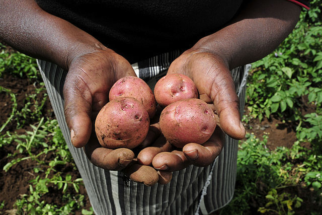 Food security efforts need to look beyond urban agriculture. (Photo by <a href="https://en.wikipedia.org/wiki/Agriculture_in_Kenya#/media/File:Potatoes_from_a_Kenyan_farm.jpg" target="_blank">CIAT</a>)