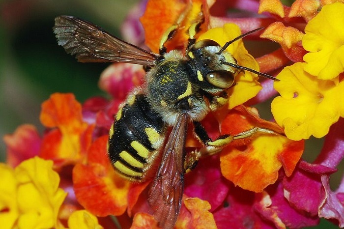 Solitary bee (Anthidium florentinum), feeding on a Lantana camara flower. (Photo by <a href="https://commons.wikimedia.org/wiki/User:Alvesgaspar" target="_blank">Alvesgaspar</a>.)