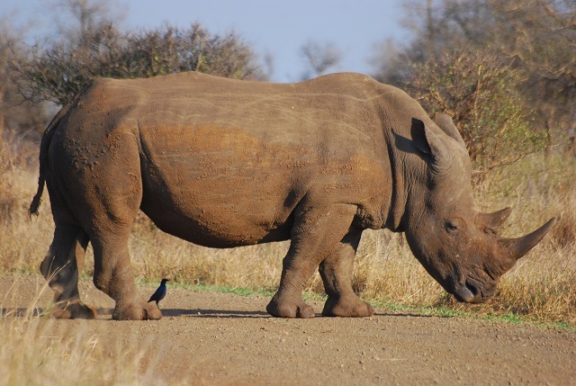 Violence to protect rhinos in southern Africa’s peace parks is the complete opposite to what the parks were envisaged to stand for. (Photo courtesy of <a href="https://commons.wikimedia.org/wiki/File:Rhinoceros_rsa.JPG" target="_blank">Wegmann</a>, accessed via Wikimedia Commons, <a href="https://commons.wikimedia.org/wiki/Category:CC-BY-SA-3.0" target="_blank">CC-BY-SA-3.0</a>)