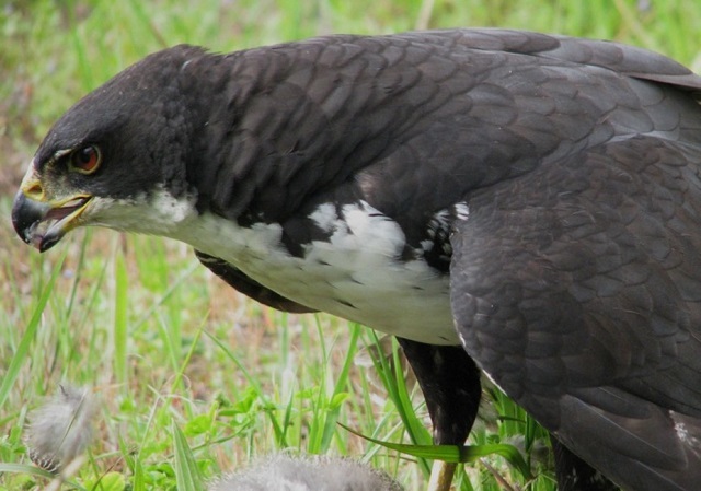 Research on animals like the Black Sparrowhawk, using biomarkers, can help map how urbanisation affects animals. (Photo by <a href="https://www.flickr.com/photos/david-berliner/4713658119/" target="_blank">David Berliner/Flickr</a>)