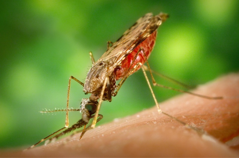 Anopheles mosquito.