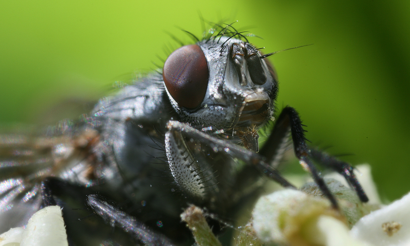 Blowfly. <b>Photo</b> Richard Bartz and Beemaster Hubert Seibring, Munich.