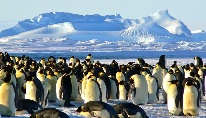 Emperor penguins