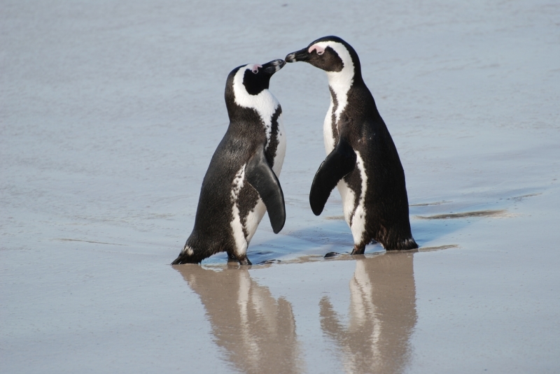 A pair of African penguins, Boulders Beach, South Africa. Paul Mannix / Flickr.