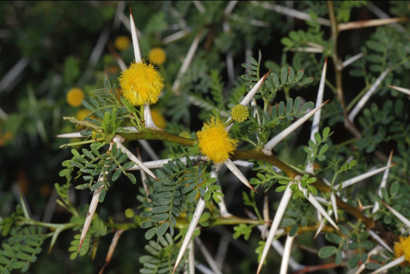 Species like the Karoo acacia are estimated to have encroached on 10 to 20 million hectares across South Africa’s grassy biomes.