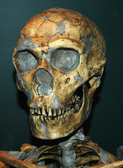 Homo neanderthalensis fossil hominid (Pleistocene; Europe)