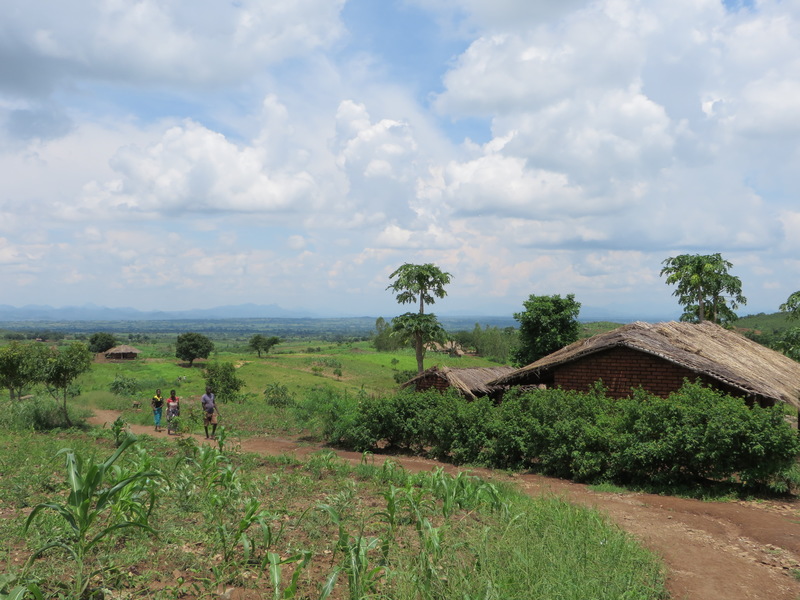 A rural house on a farm. This is a typical living arrangement in the rural parts of Zambezia province where the study was conducted.