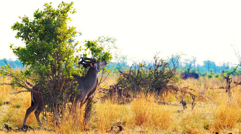 More woody plants mean more fuel wood for rural communities and more food for browsing animals, like this kudu, but they also mean less habitat for grass and other herbs that make grasslands and savannas productive systems. <b>Photo</b>  Jennifer Latuperisa-Andresen <a href="https://unsplash.com/photos/JaD-db16oAE" target="_blank" >Unsplash</a>.
