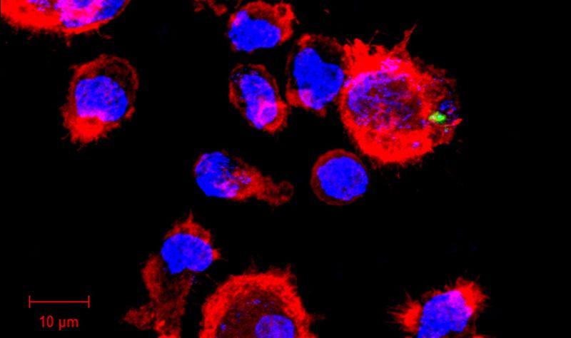 This microscopy image shows one of the main immune cell types present in our lungs – a macrophage (stained red) – engulfing the bacterium that causes tuberculosis (green). The nucleus, which contains the macrophage’s genetic material, is stained blue.