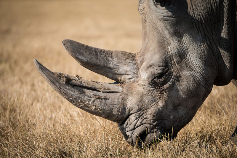 New UCT research shows that for anti-rhino poaching and other initiatives fighting the illegal wildlife trade to succeed, local communities need to be involved. 