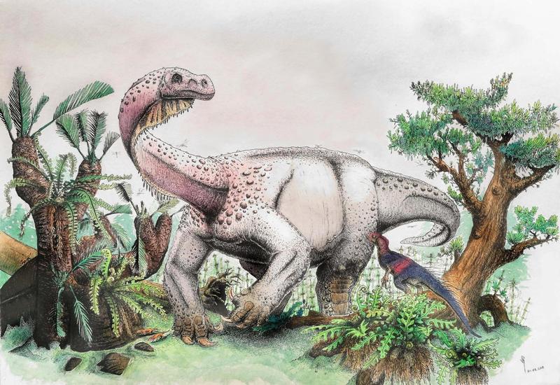 The highland giant: an artist’s reconstruction of what Ledumahadi mafube – the new species of dinosaur recently discovered in South Africa – may have looked like. Another South African dinosaur in the foreground, Heterodontosaurus tucki, looks on. Illustration © Viktor Radermacher.