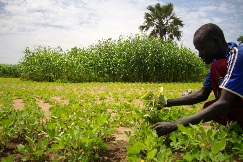 Agroecology uses ecological knowledge to produce a diverse range of farming products.