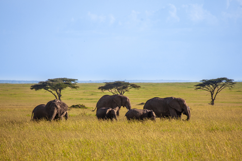 Maintaining elephant numbers at a pre-determined carrying capacity level does not prevent the loss of large trees.