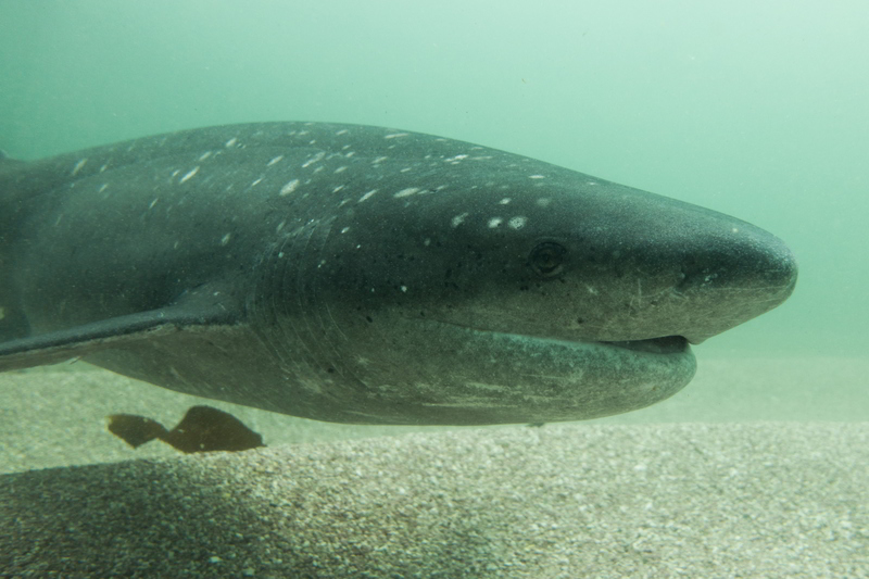 For a long time, broadnose sevengill sharks – like this one – and great white sharks have occupied the apex of the food chain in False Bay. The arrival of shark-eating killer whales could be changing that.