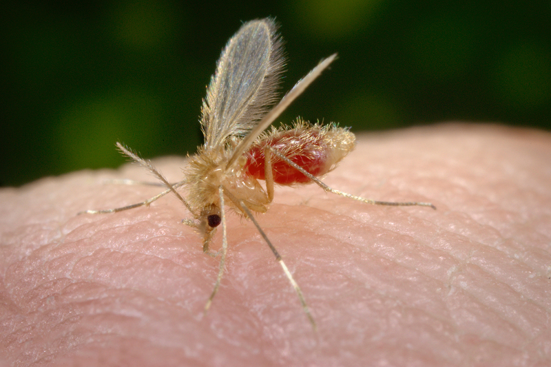 Sandflies, such as this Phlebotomus papatasi, are responsible for the spread of leishmaniasis, which ranks as the second most deadly protozoan disease in humans, after malaria.