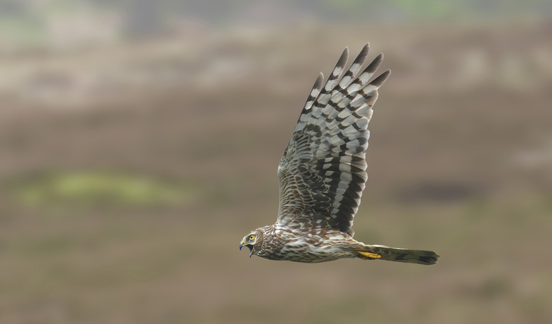 The hen harrier flying over a British grouse moor.