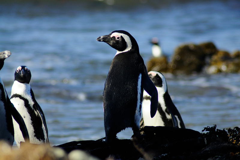 Adult African penguin at the edge of the Robben Island colony.