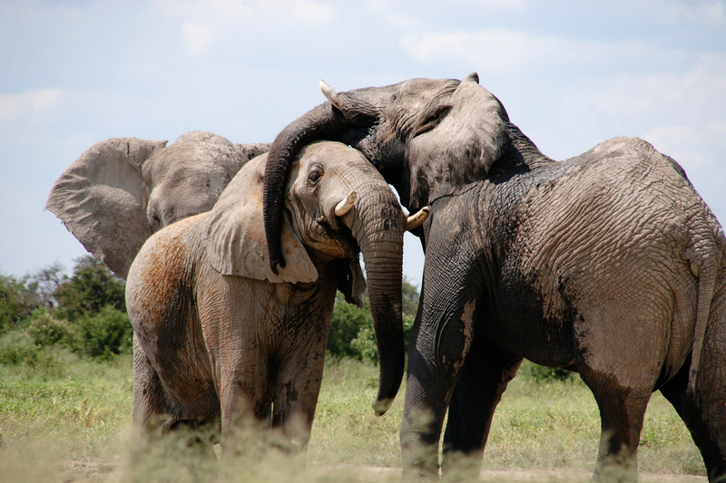 Botswana's Tourism and Environment Minister, Kitso Mokaila, claims that the country has too many elephants.