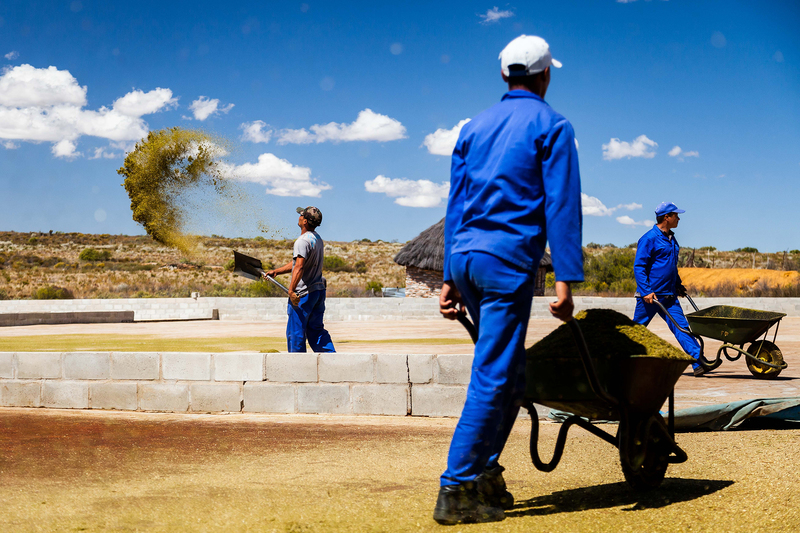 The R300-million local rooibos enterprise remains in the hands of about 300 white commercial farmers who cultivate 93% of the planted area.