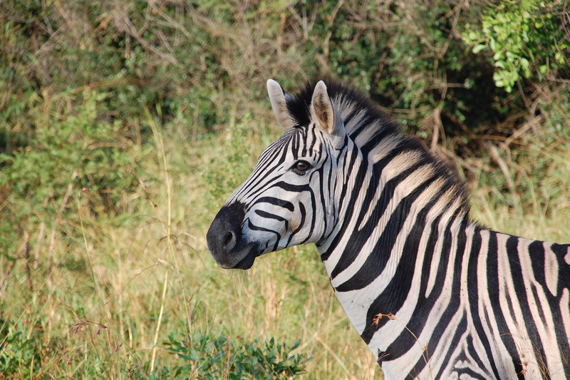 The government recently gazetted a list of 33 wildlife species that will now be treated as livestock, including mountain zebras, lions, giraffe, rhinos and cheetahs.