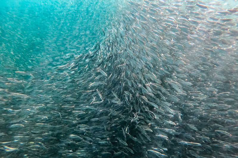 Research shows that the ocean is ideally positioned to contribute to food security due to the highly nutritious nature of seafood.