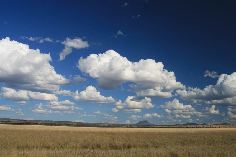 Africa's grasslands support birds, reptiles, plants, insects and herds of large animals – an invaluable asset for the continent and the world. 