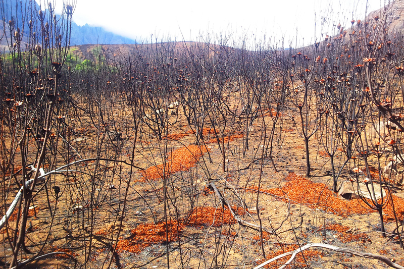 The Cape’s incredibly biodiverse fynbos plants need fire to survive and thrive, with fires at 12-15 year intervals being optimal. 