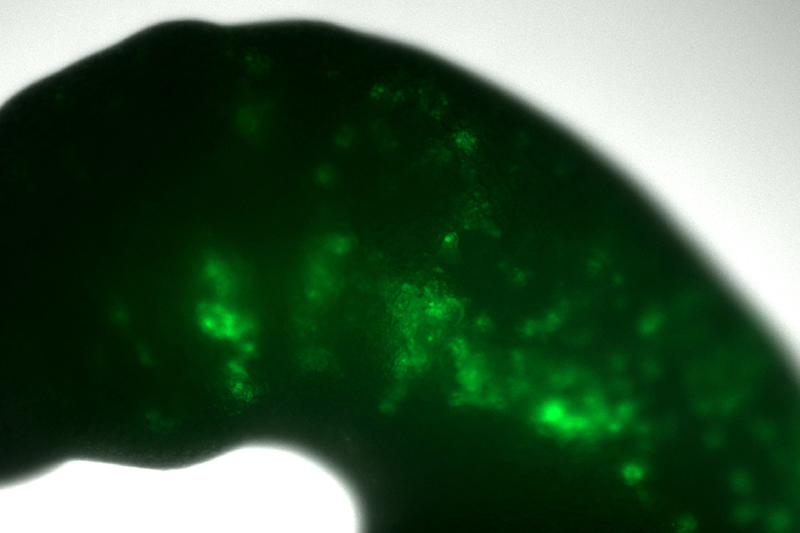The embryo of a lamprey – a primitive fish – showing where green fluorescent protein is expressed in the neural crest cells of its head and neck, driven by the SoxE1 gene switch.
