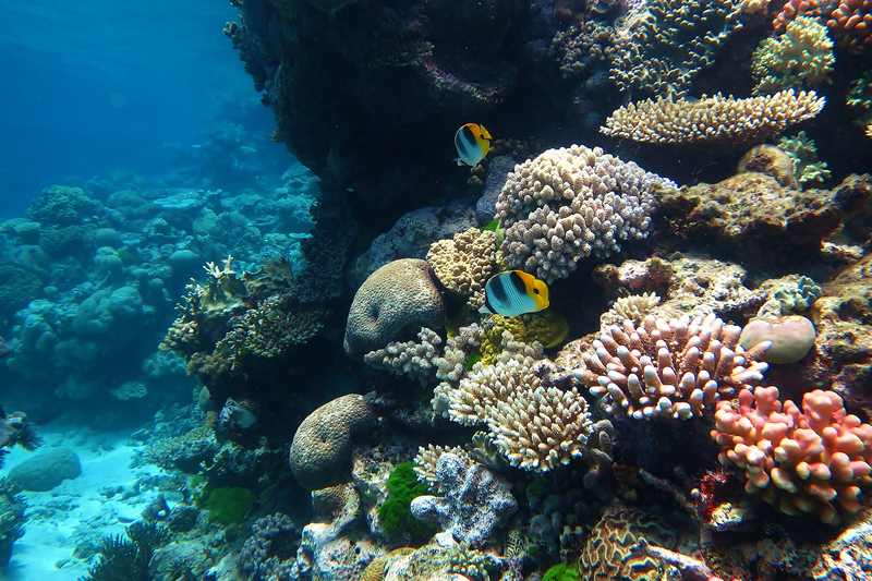 The new research shows that entire ecosystems – and not just individual species – could be at risk of abrupt ecological exposure, threatening people’s livelihoods. Recent events like the bleaching of corals on the Great Barrier Reef (pictured) suggest this is happening already. <b>Photo</b> Wise Hok Wai Lum, <a href="https://commons.wikimedia.org/wiki/File:Great_barrier_reef.JPG" target="_blank">Wikimedia</a>. 