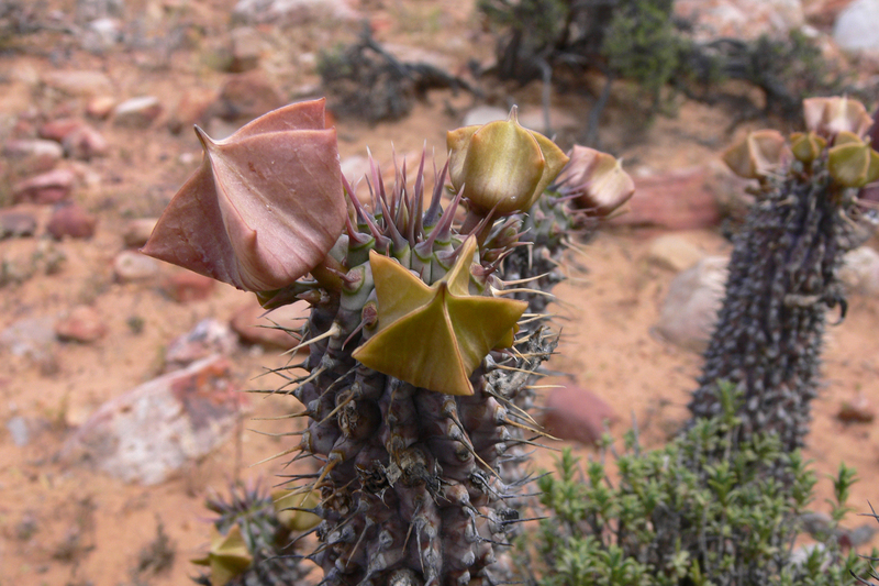 The United Nations policy on access and benefit sharing was designed – almost 30 years ago – mostly to deal with physical specimens through bio-prospecting and to prevent bio-piracy, an example of which is the case of the Hoodia plant (pictured).