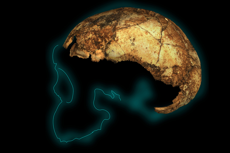 UCT researchers are part of an international team that reconstructed this partial skull – the earliest known for Homo erectus – from more than 150 fragments uncovered from the Drimolen Palaeocave System north of Johannesburg, South Africa.