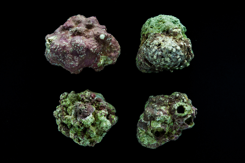 These rhodoliths – free-living, coral-like structures each around 4 centimetres across – were collected from the seabed off the east coast of South Africa, where the first underwater environment of its kind was found in South African waters. <b>Photo</b> Adams et al. 2020. 
