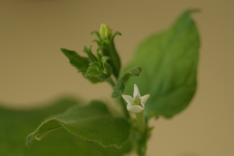 Cape Bio Pharms, a biotech company with its origins in the UCT Biopharming Research Unit, is harnessing a distant relative of the tobacco plant (pictured) in the global effort to create a fast and affordable antibody test for COVID-19.