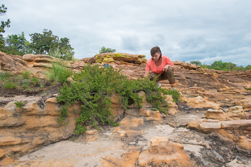 Professor Jill Farrant and <i>Myrothamnus flabellifolia</i>, arguably the most powerful of the resurrection plants, in full bloom.