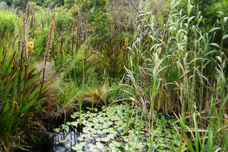 Ecological infrastructure is made up of naturally functioning ecosystems that deliver services to people, including mountain catchments, rivers, wetlands and coastal dunes.  