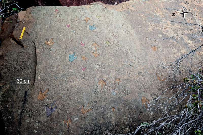 These footprints were made by three-toed carnivorous dinosaurs at a site in Tsiokane, Lesotho.