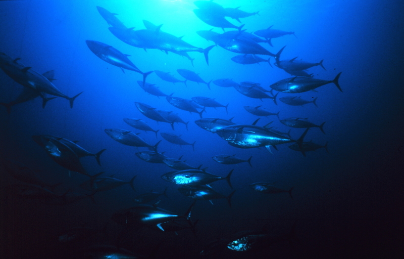 UCT Emeritus Professor Doug Butterworth is being honoured for his contribution to the sustainable management of the bluefin tuna fishery.