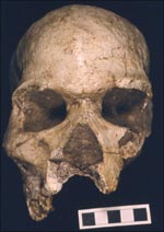  Hofmeyr skull