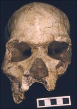 Hofmeyr skull