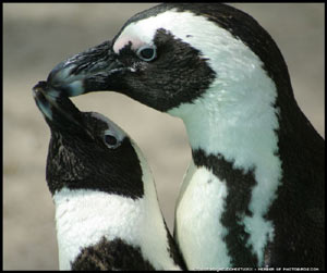 African penguins