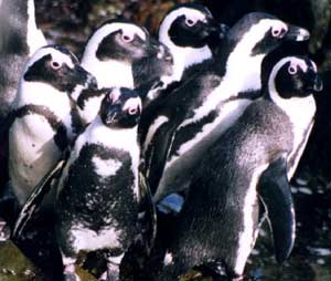 African penguins