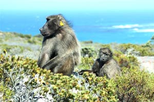 baboons