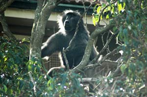 baboon in tree