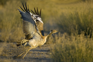 Ludwig's Bustard 